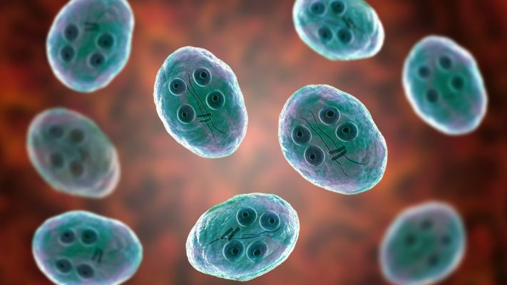 Hidatik Kist Nedir Tanisi Tedavisi Nasildir